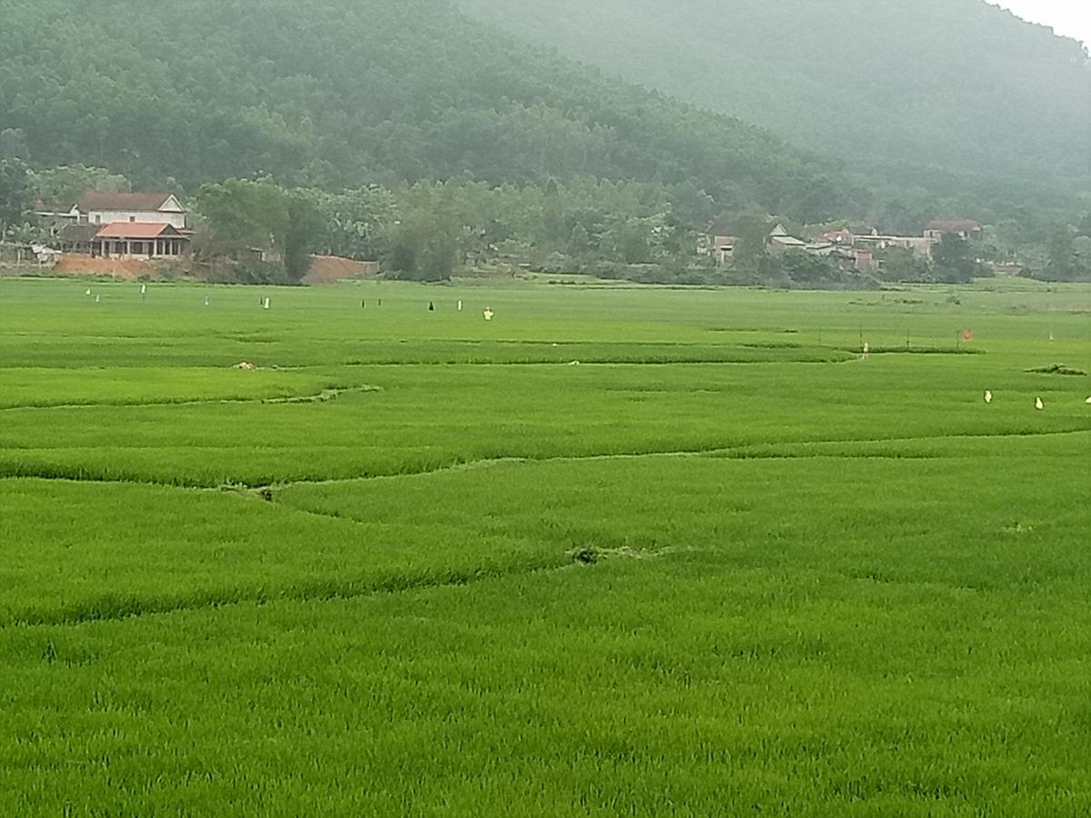 Phong Nha Rice Field Homestay Eksteriør billede