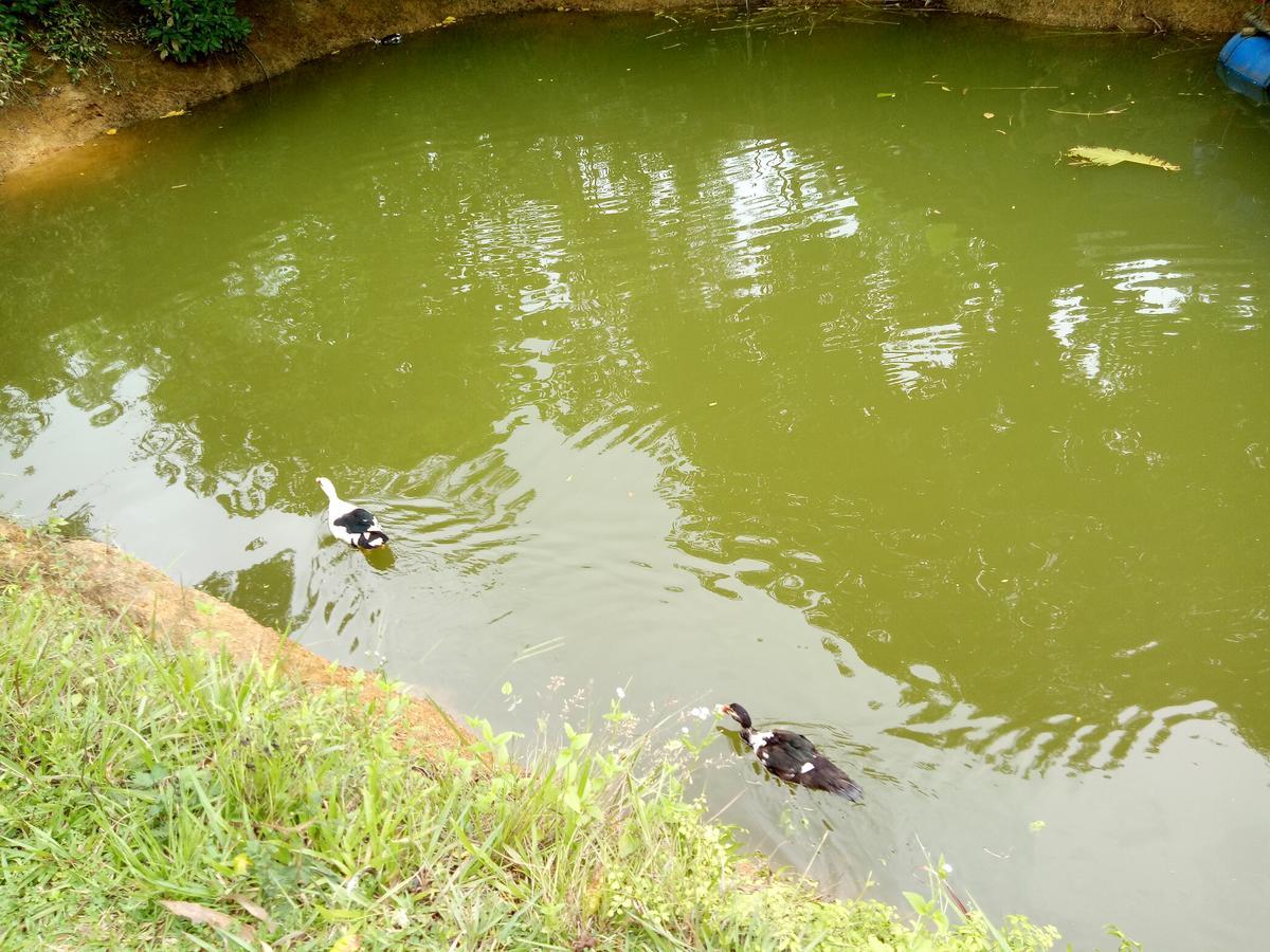 Phong Nha Rice Field Homestay Eksteriør billede