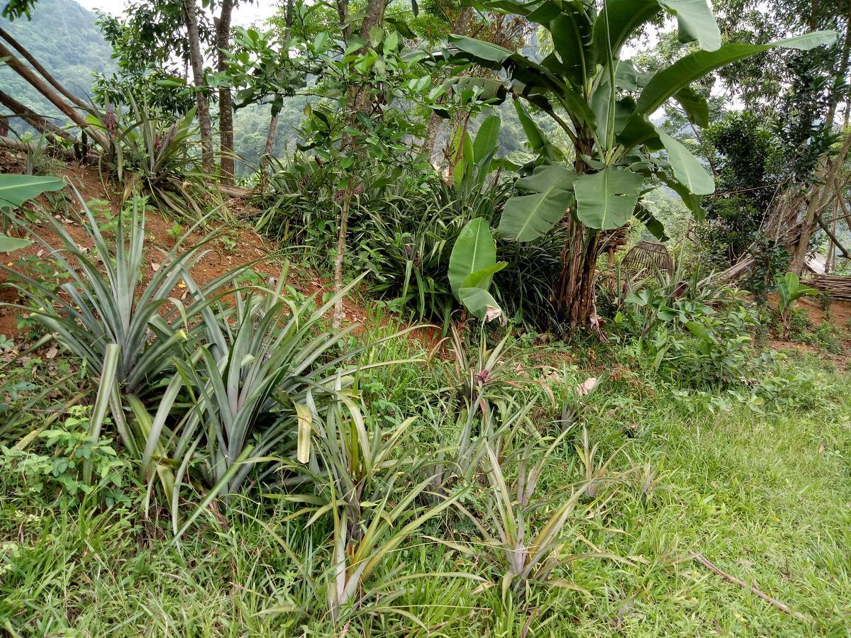 Phong Nha Rice Field Homestay Eksteriør billede