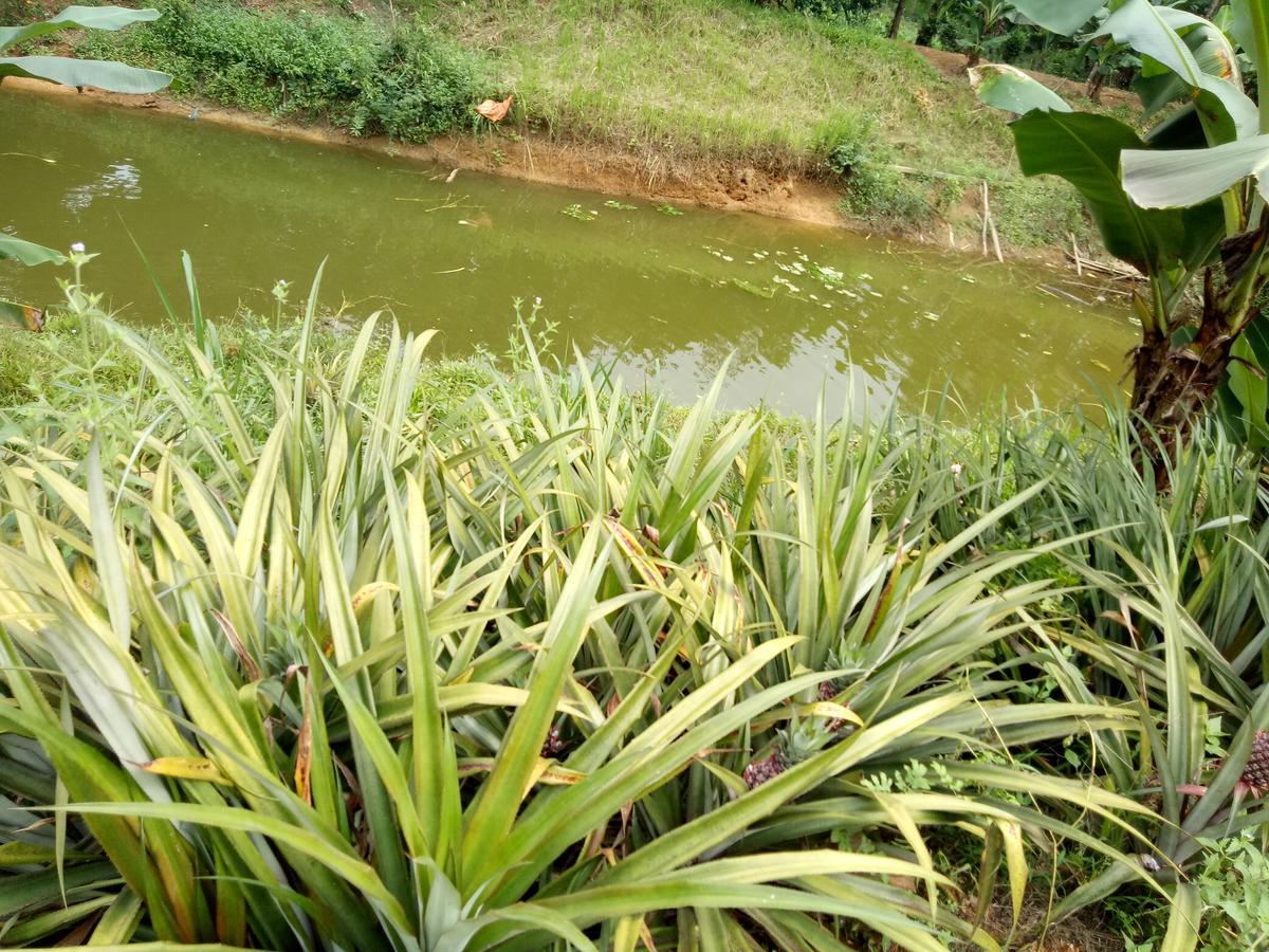 Phong Nha Rice Field Homestay Eksteriør billede