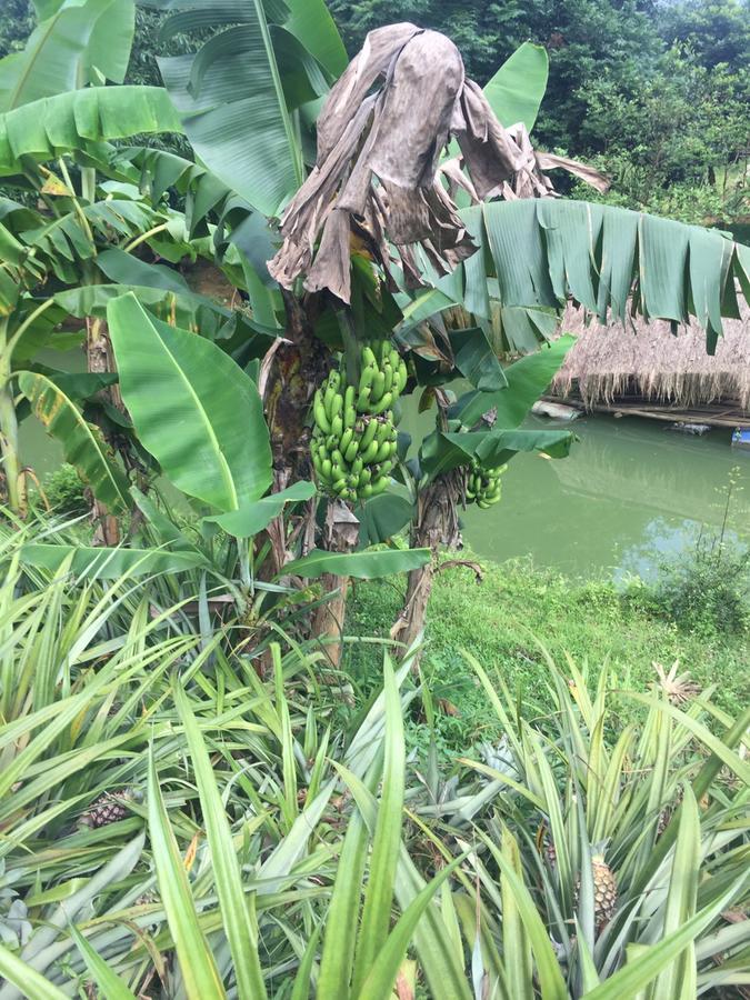 Phong Nha Rice Field Homestay Eksteriør billede