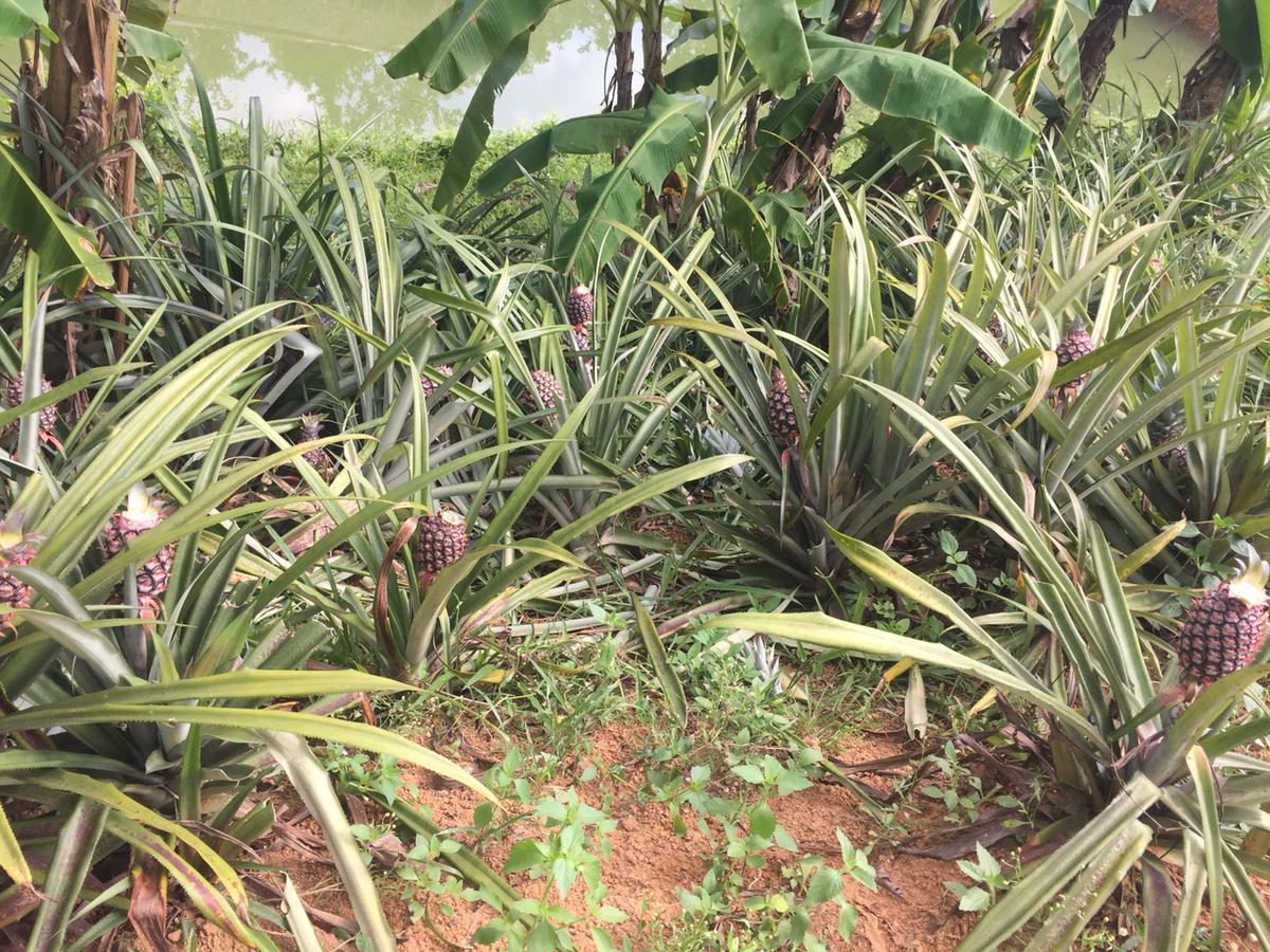 Phong Nha Rice Field Homestay Eksteriør billede